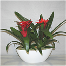 https://bonovo.isisflor.com/fileuploads/Produtos/Plantas Naturais/thumb__Isisflor_Duo_Bromelia_01.png